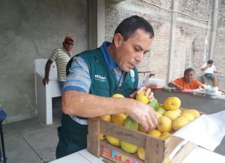 Senasa previene ingreso de mosca de la fruta a zonas reglamentadas con inspección de cargas
