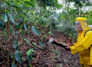 La República: Más de 40 mil productores de cacao y café fueron capacitados en manejo de plagas