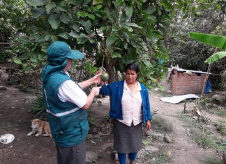 Piura: Senasa instruye a pequeños productores sobre el manejo integrado de plagas en palto