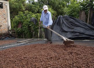 MINAGRI: Productores de Huánuco exportaron 2 mil toneladas de cacao orgánico a Europa
