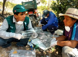 La Libertad: Senasa ejecuta acciones inmediatas para el control de roedores en Virú