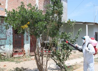 Senasa elimina foco de insecto que transmite HLB en Tumbes