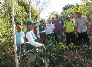Junín: Productores de café serán capacitados en Escuelas de Campo del Senasa