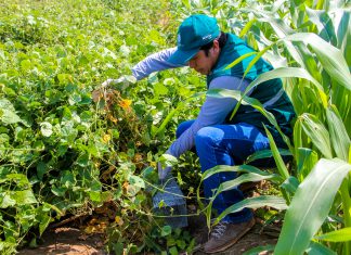 Áncash: Senasa y productores conforman brigadas de acción para controlar plaga de roedores en Huarmey