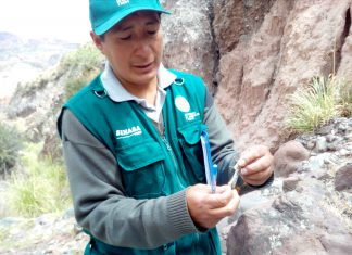 Ayacucho: Senasa mantiene bajo control plaga de langosta en beneficio de pequeños productores