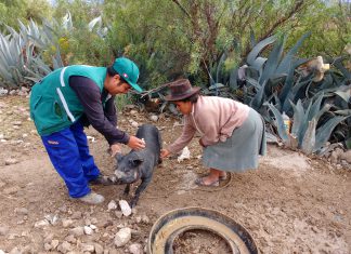 Ayacucho: Senasa y pequeños porcicultores controlan brote de PPC en Quicapata