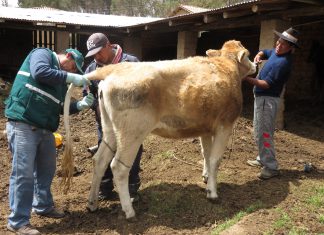 Cusco: Senasa colectará dos mil muestras para descartar Brucelosis en establos lecheros