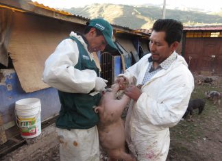 Cusco: Más de 1600 porcicultores fueron capacitados en prevención de la Peste Porcina Clásica