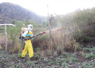 Andahuaylas: Senasa mantiene bajo control plaga de langostas en Kishuara