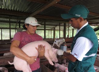 Madre de Dios: Senasa vacunará más de 8 mil cerdos para prevenir Peste Porcina Clásica