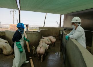 Arequipa: Senasa otorga autorización sanitaria de procesamiento primario a matadero