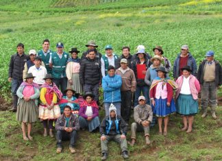 Andahuaylas: Senasa impulsa acciones de Manejo Integrado de Plagas en cultivos de Quinua