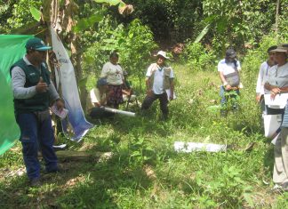 Ucayali: Escuelas del Campo del Senasa preparan a pequeños productores de plátano