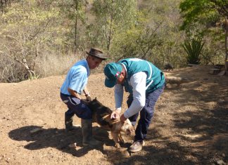 Huánuco: Senasa atiende reporte de notificación de Peste Porcina Clásica