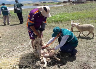Puno: Senasa realiza monitoreo fito y zoosanitario preventivo en sectores afectados por lluvia