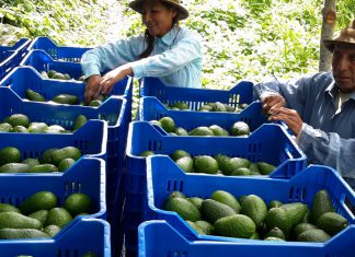 Agraria.pe: Exportaciones de paltas superaron valores de US$ 16 millones durante el primer bimestre