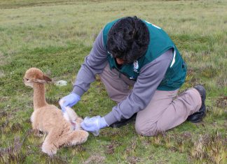 MINAGRI descarta muerte masiva de camélidos por enterotoxemia en Puno
