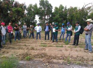 Senasa dicta curso sobre medidas fitosanitarias para exportación de palta Hass y cítricos