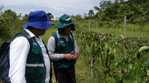 Senasa evaluó aplicación de control biológico en distrito de Campoverde