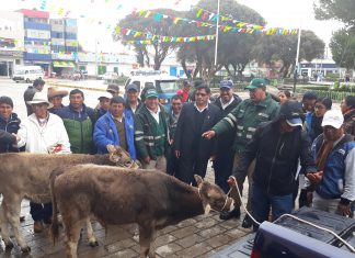 Puno: Senasa lanza programa de prevención y control de Carbunco sintomático