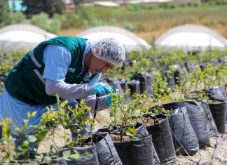 Portalfruticola: Estado Unidos aprueba nuevo tratamiento para los arándanos peruanos
