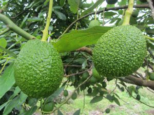 Senasa_Palta Hass de Arona en San Alberto - Oxapampa - Pasco_341