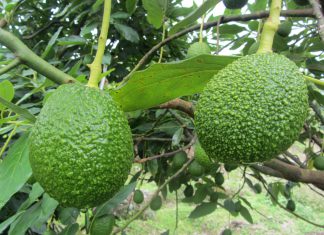 Perú reforzará acceso de nuevos productos agrícolas a mercado asiático