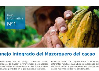 Senasa: Manejo Integrado del Mazorquero del cacao