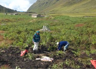 Huánuco: Escuelas de Campo del Senasa capacitan a pequeños productores de papa