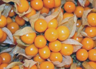 Minagri impulsa producción de aguaymanto en Ayacucho para conquistar mercados externos