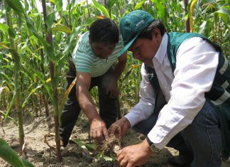 Cusco: Senasa apoya a pequeños productores de maíz a través de vigilancia fitosanitaria