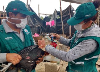 Ica: Senasa inició campaña de vacunación para resguardar sanidad avícola en la región