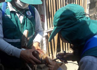 La Libertad: Senasa vacunará más de 350 mil aves para prevenir enfermedad de Newcastle