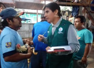 Ucayali: Senasa inspecciona establecimientos de eventos gallísticos