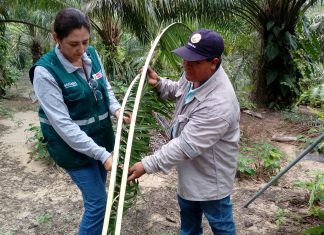 Ucayali: Vigilancia fitosanitaria para control de plaga en palma aceitera