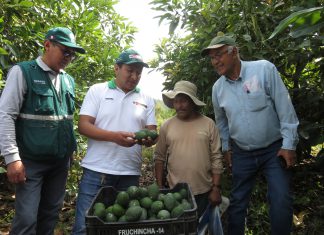 Cusco: Limatambo logró importante volumen de producción de palta Hass para exportación