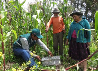 Cusco: Senasa ejecutará control integrado de roedores en 145 hectáreas afectadas
