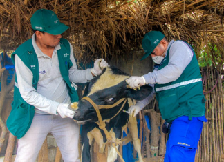 Perú, libre de Fiebre Aftosa realiza simulacro en San Martín por vacunos sanos