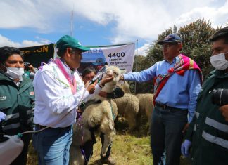 Gobierno dosifica camélidos para proteger economía de criadores de Puno