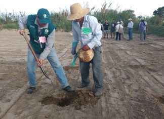 Ica: Senasa capacita a productores de pallar en Escuelas de Campo