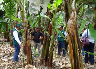 La Libertad: Senasa evalúa campos de cultivo de banano orgánico en Chepén