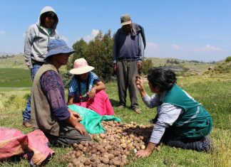 Puno: Senasa evalúa presencia de plagas en más de 100 hectáreas de cultivo de papa