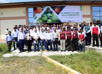 Productores, autoridades de Tumbes y Senasa unidos para evitar ingreso al Perú del HLB, peligrosa para los cítricos