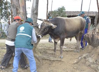 La Libertad: Senasa vacunará más de 68 mil bovinos como medida preventiva para el Carbunco Sintomático