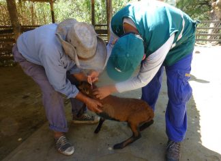MINAGRI inicia vacunación de 49 mil animales contra la rabia en Apurímac