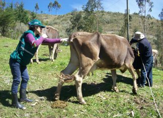 Senasa exhorta a productores pecuarios vacunar a sus animales contra la rabia