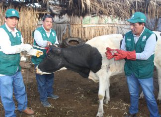 Arequipa: Senasa realiza acciones de vigilancia y control de rabia en Herbívoros