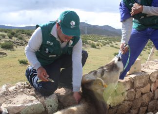 Arequipa: Senasa vacunará a más de 59 mil bovinos contra el Carbunco sintomático