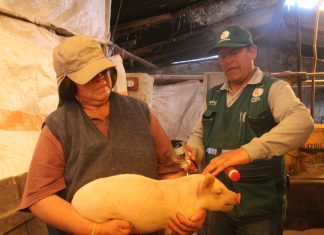 Arequipa: Senasa protege ganado porcino a través de campaña de vacunación