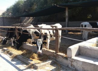 Tacna: Senasa verifica importación de 99 vacas Holstein